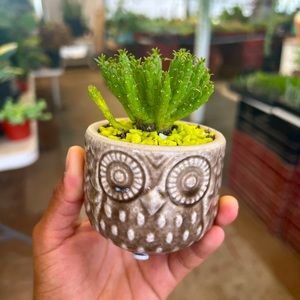 Medusa cactus plant | 3.5inch owl planter | brown owl | firm price